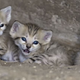 Illustration for article titled Monday Kitten Cuteness - Triple Dose!